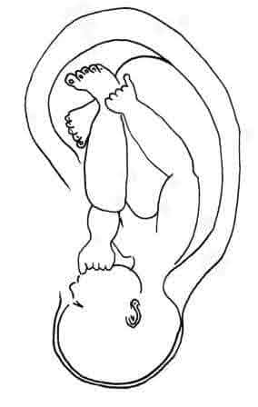 Line drawing of a fetus in the womb, inspired by TCM and acupuncture principles.